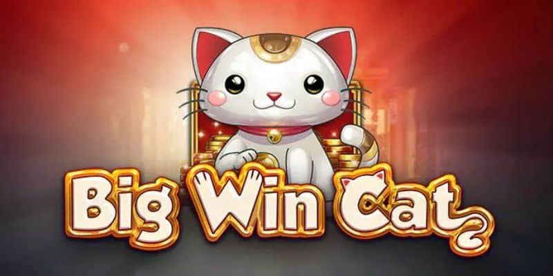 Hội viên nên chú ý để chơi ngay Big Win Cat và chiến thắng